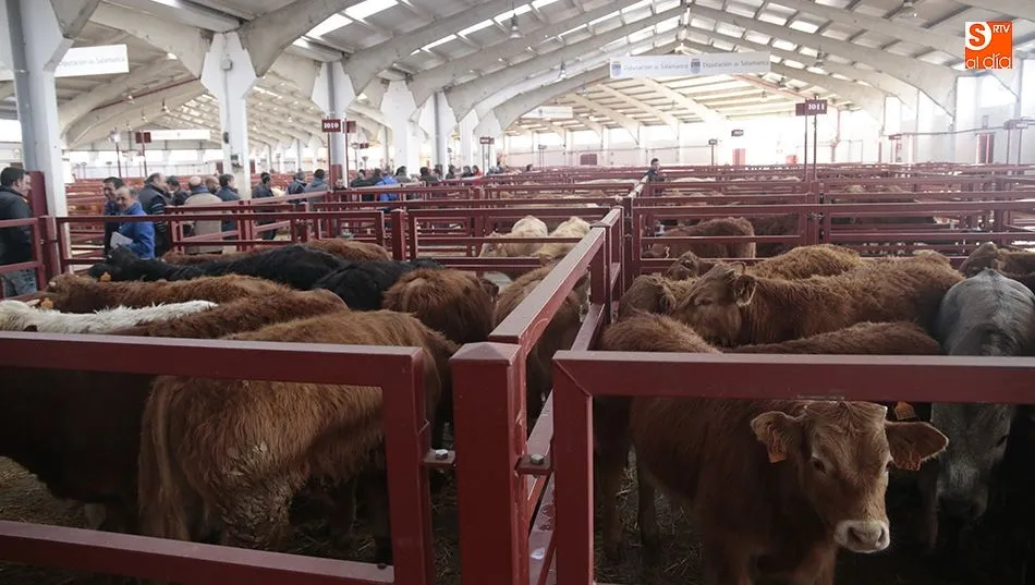El mercado ha rozado las 2.000 cabezas de bovino