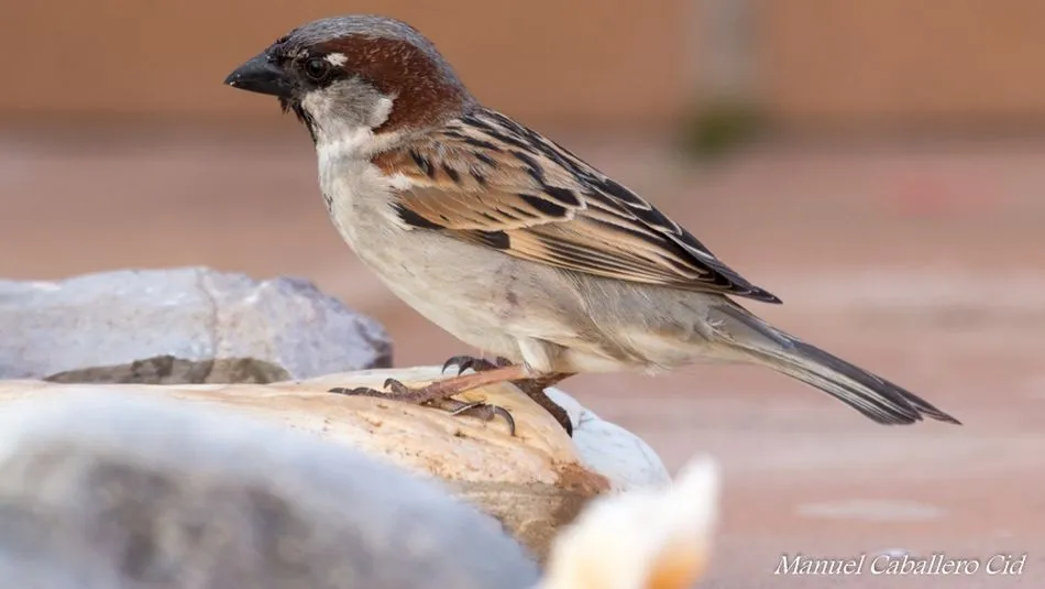 Macho de gorrión. Foto: Manuel Caballero Cid