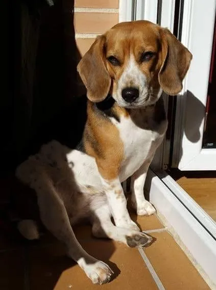 Foto 2 - Los due&ntilde;os de Yuna buscan a su perrita perdida ayer en el camino de El Bosque  