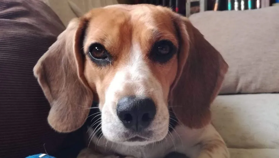 Yuna perrita Beagle extraviada