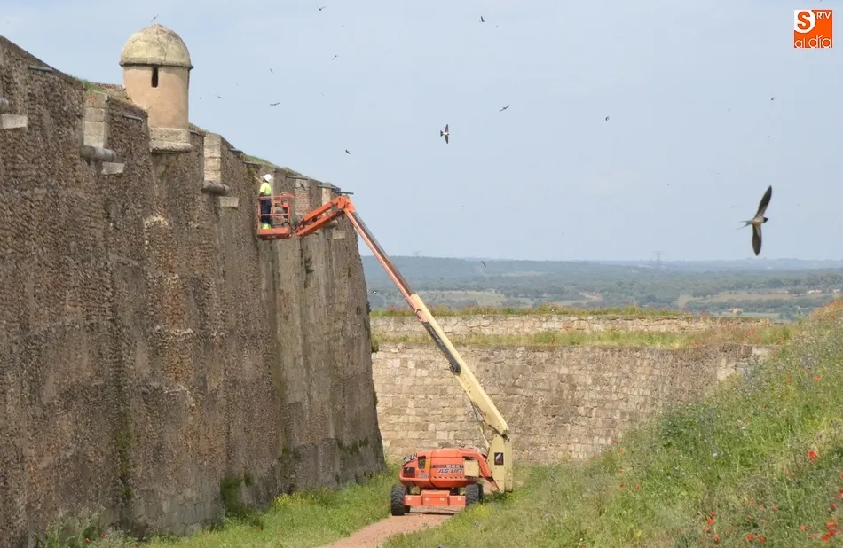 La muralla se pone guapa con una nueva operación de retirada de la vegetación  