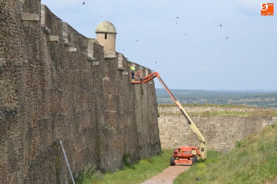 Foto 2 - La muralla se pone guapa con una nueva operaci&oacute;n de retirada de la vegetaci&oacute;n  