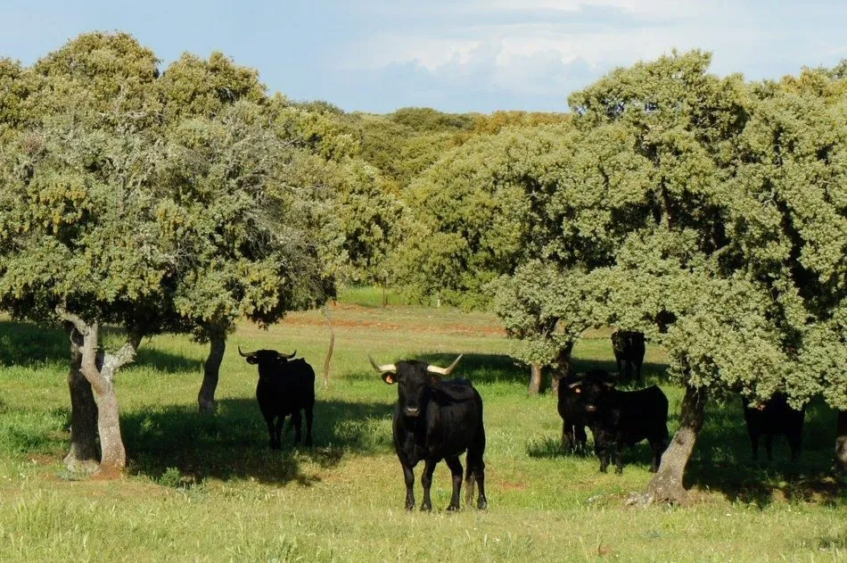 Foto 2 - La directora del CSIC conoce las investigaciones del sector primario que se realizan en la finca...