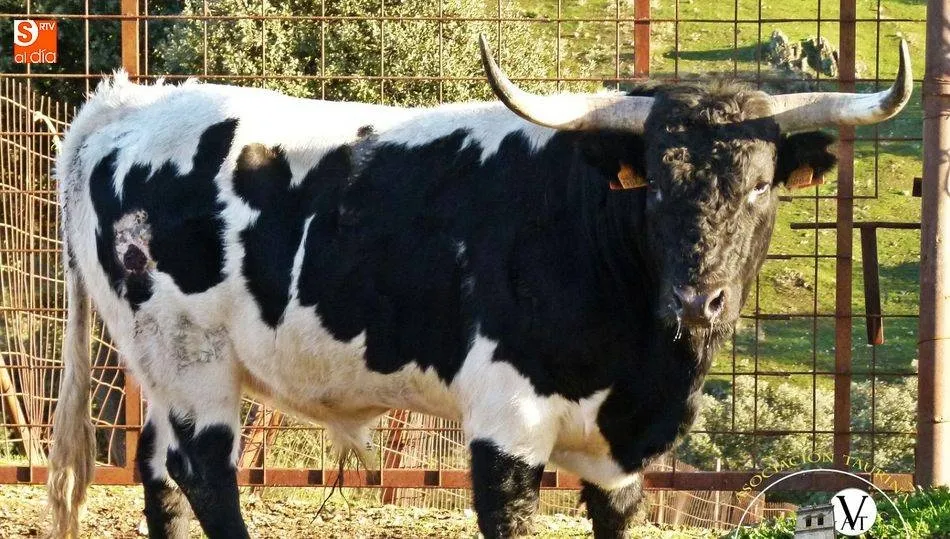 Onubense, IV Toro de Cajón, correrá mañana por las calles de Vitigudino / FOTOS: ASOC. TAURINA VILLA DE VITIGUDINO