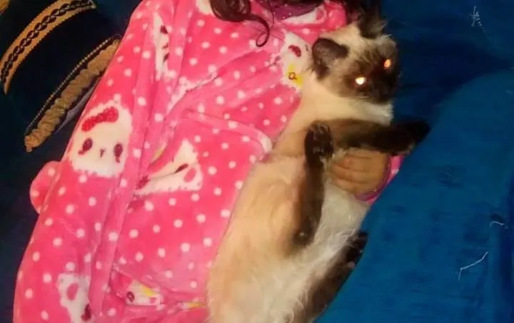 Se busca otra gata desaparecida  