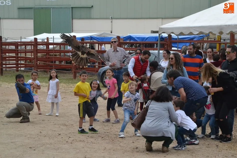 Perros y aves rapaces guían la mañana dominical de la Feria de Mayo  