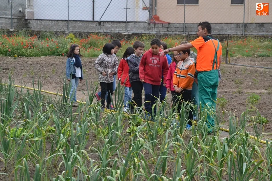 Foto 4 - Los escolares mirobrigenses se adentran en el Huerto de C&aacute;ritas en Torroba  