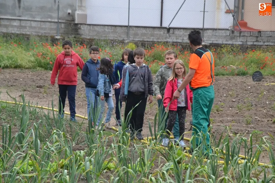 Foto 5 - Los escolares mirobrigenses se adentran en el Huerto de C&aacute;ritas en Torroba  