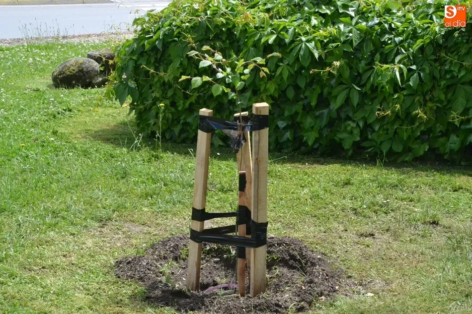 Foto 6 - Plantados en la Glorieta del &Aacute;rbol Gordo los olmos 49 y 50 libres de grafiosis  