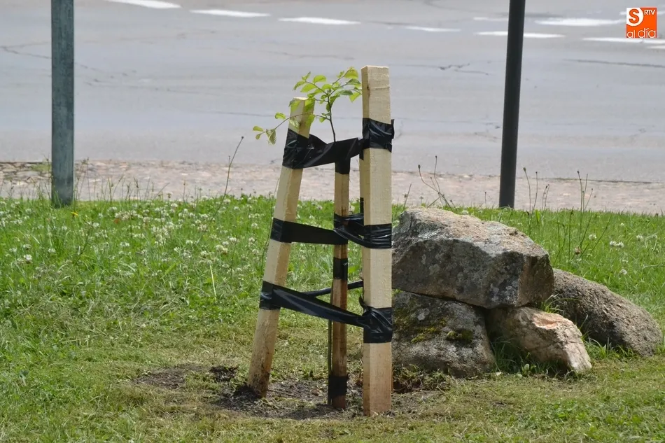 Foto 4 - Plantados en la Glorieta del &Aacute;rbol Gordo los olmos 49 y 50 libres de grafiosis  