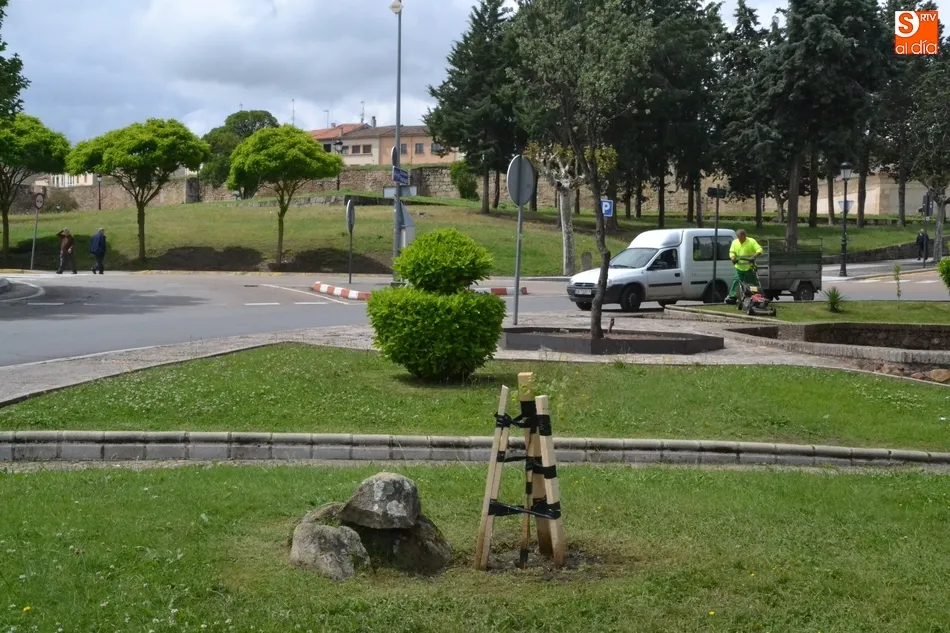 Foto 7 - Plantados en la Glorieta del &Aacute;rbol Gordo los olmos 49 y 50 libres de grafiosis  