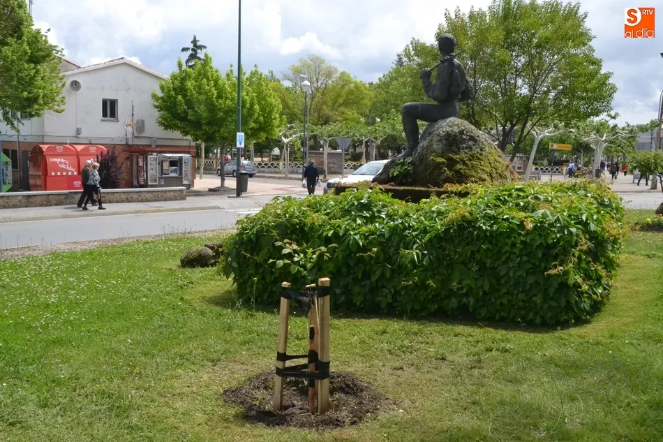 Foto 5 - Plantados en la Glorieta del &Aacute;rbol Gordo los olmos 49 y 50 libres de grafiosis  