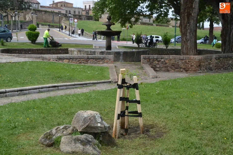 Foto 2 - Plantados en la Glorieta del &Aacute;rbol Gordo los olmos 49 y 50 libres de grafiosis  