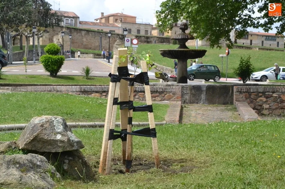 Plantados en la Glorieta del Árbol Gordo los olmos 49 y 50 libres de grafiosis  