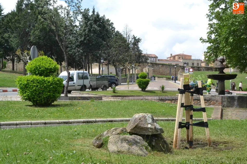 Foto 3 - Plantados en la Glorieta del &Aacute;rbol Gordo los olmos 49 y 50 libres de grafiosis  