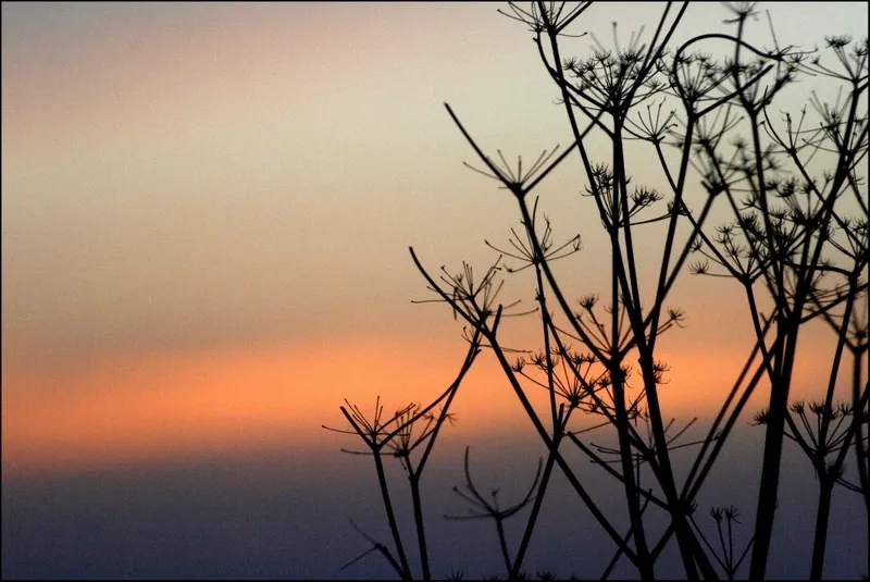 Foto 8 - Amanecer y atardecer
