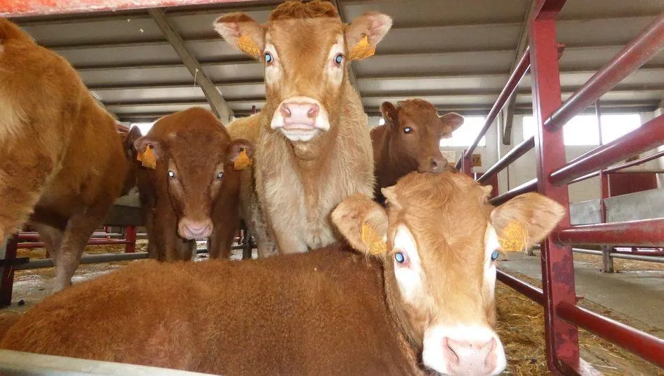 Esta Orden tiene como finalidad auxiliar la compra de animales que se van a reponer en una explotación que ha sido sometida a vaciado sanitario