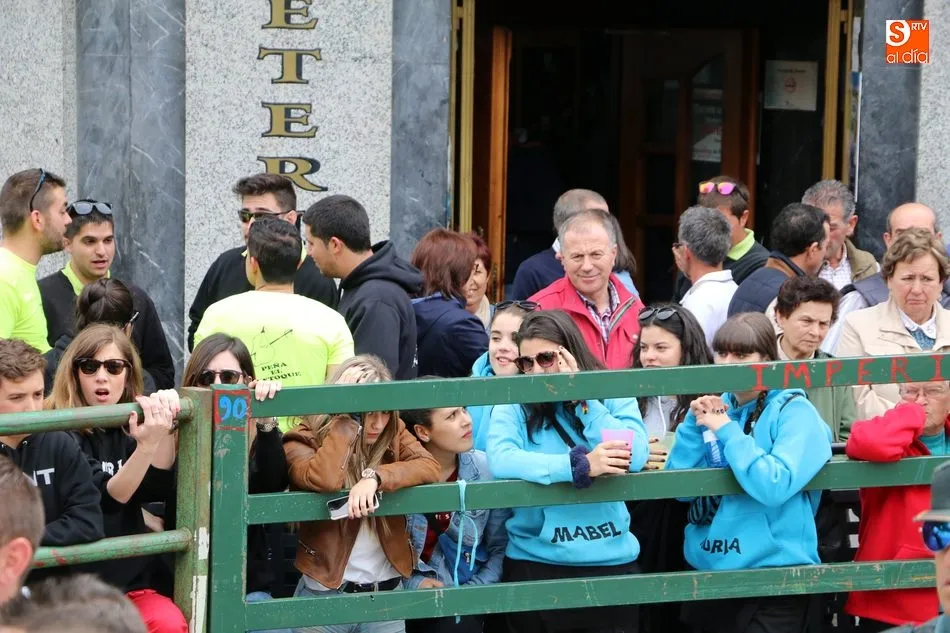 Un novillo escapa del recorrido en el primer encierro del Corpus de Vitigudino  