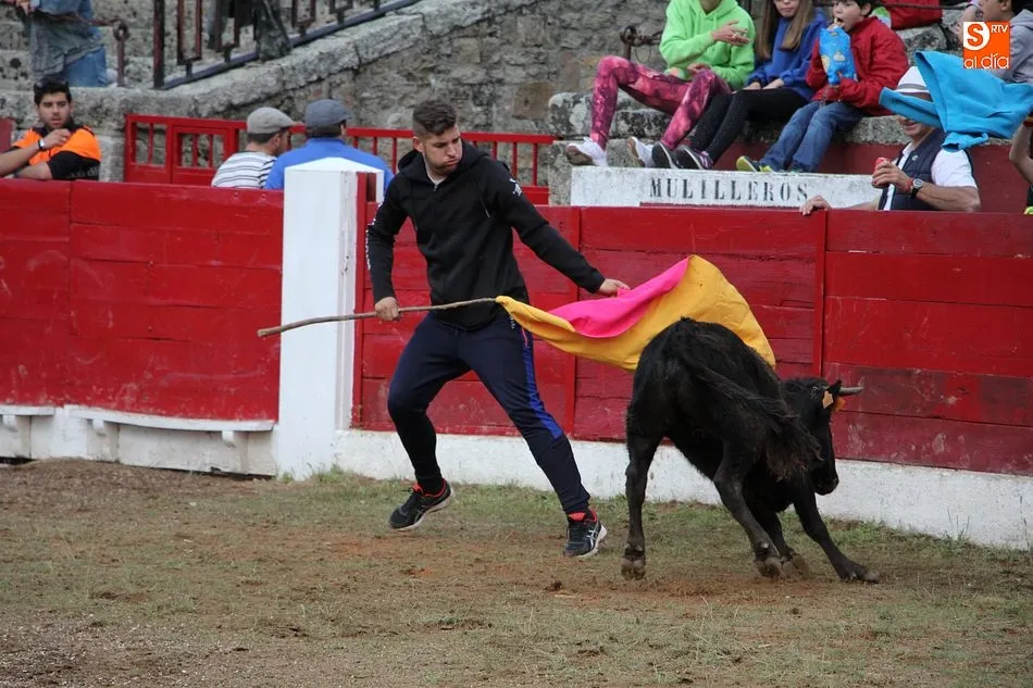 Foto 10 - Buen juego del ganado en la capea y en la exhibici&oacute;n de colocaci&oacute;n de anillas  