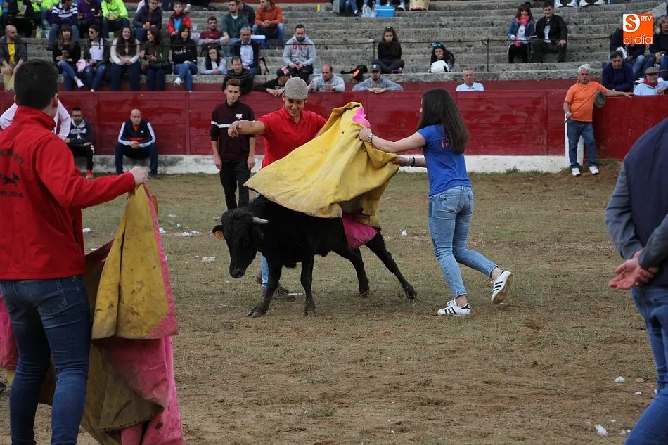 Foto 8 - Buen juego del ganado en la capea y en la exhibici&oacute;n de colocaci&oacute;n de anillas  