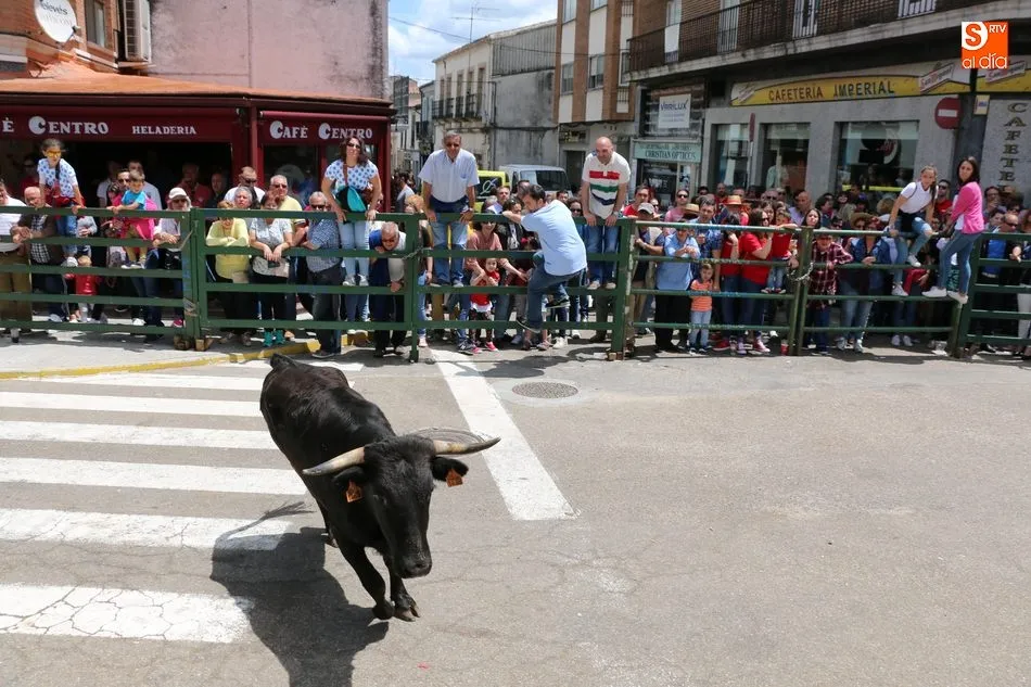 Foto 11 - Multitudinario encierro de s&aacute;bado de Corpus en Vitigudino  