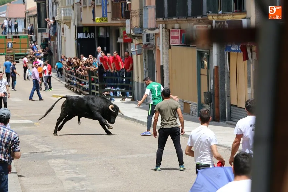 Foto 10 - Multitudinario encierro de s&aacute;bado de Corpus en Vitigudino  