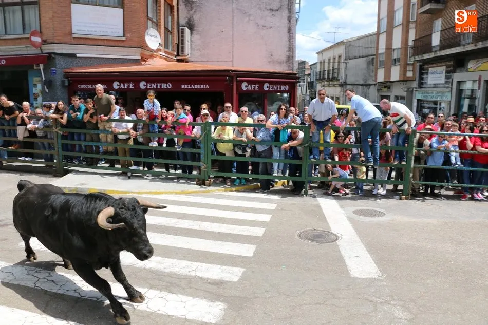 Foto 6 - Multitudinario encierro de s&aacute;bado de Corpus en Vitigudino  