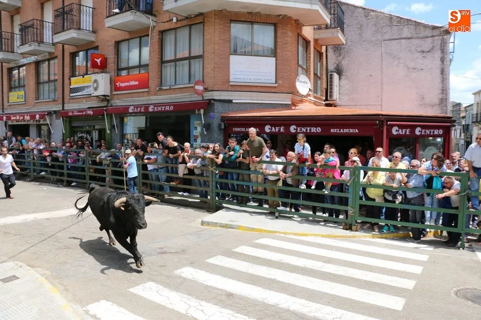 Foto 5 - Multitudinario encierro de s&aacute;bado de Corpus en Vitigudino  