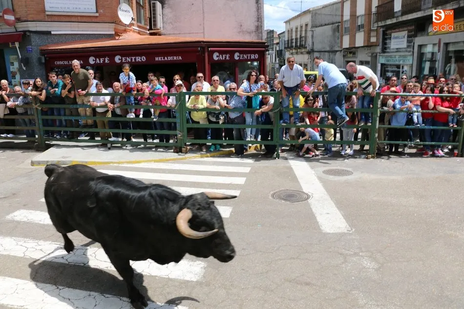 Foto 4 - Multitudinario encierro de s&aacute;bado de Corpus en Vitigudino  