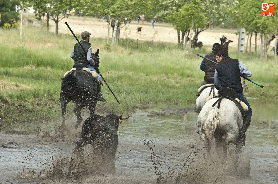 Foto 6 - Las recientes lluvias dejan en manos casi exclusivas de los caballistas la conducci&oacute;n de las reses ...