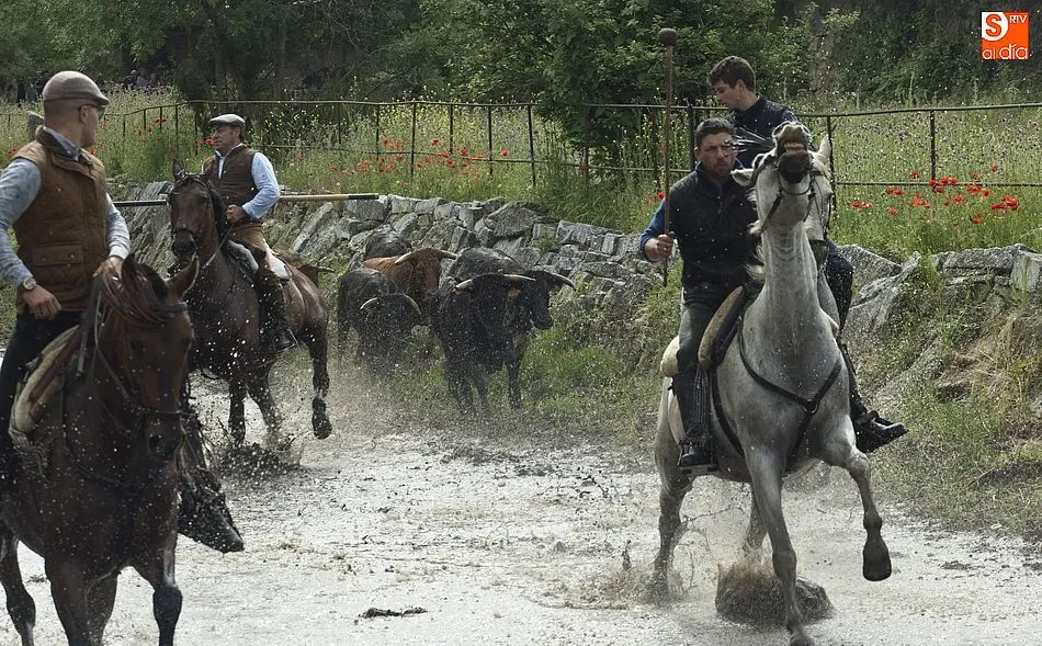 Foto 8 - Las recientes lluvias dejan en manos casi exclusivas de los caballistas la conducci&oacute;n de las reses ...
