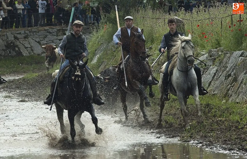 Foto 10 - Las recientes lluvias dejan en manos casi exclusivas de los caballistas la conducci&oacute;n de las reses ...
