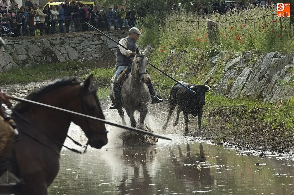 Foto 4 - Las recientes lluvias dejan en manos casi exclusivas de los caballistas la conducci&oacute;n de las reses ...