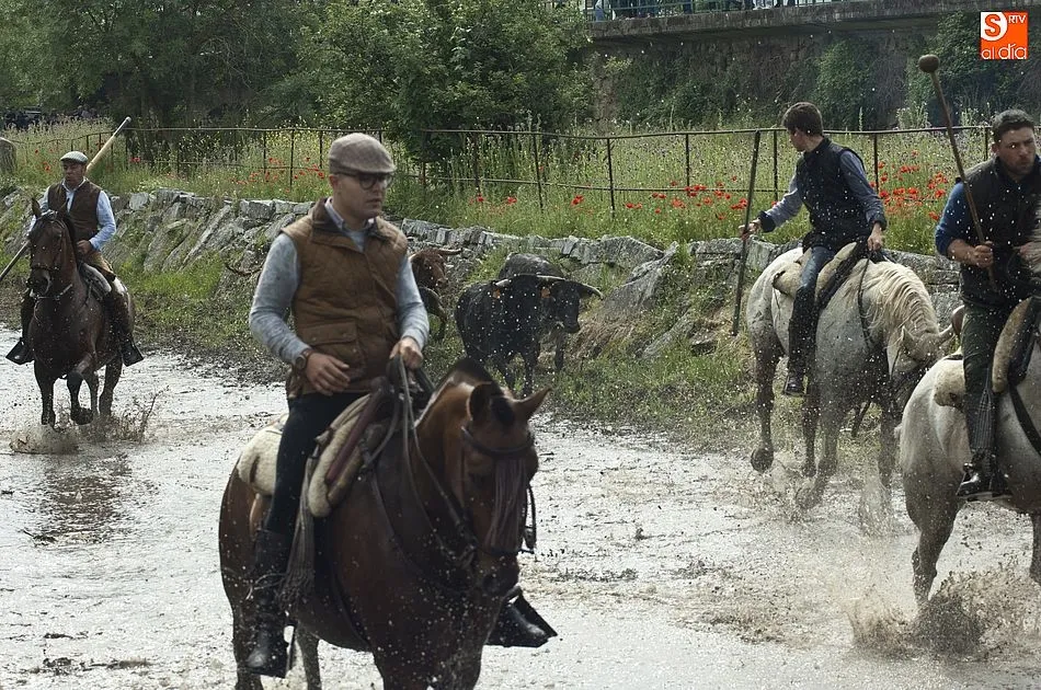 Foto 7 - Las recientes lluvias dejan en manos casi exclusivas de los caballistas la conducci&oacute;n de las reses ...