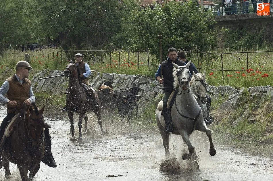 Foto 9 - Las recientes lluvias dejan en manos casi exclusivas de los caballistas la conducci&oacute;n de las reses ...