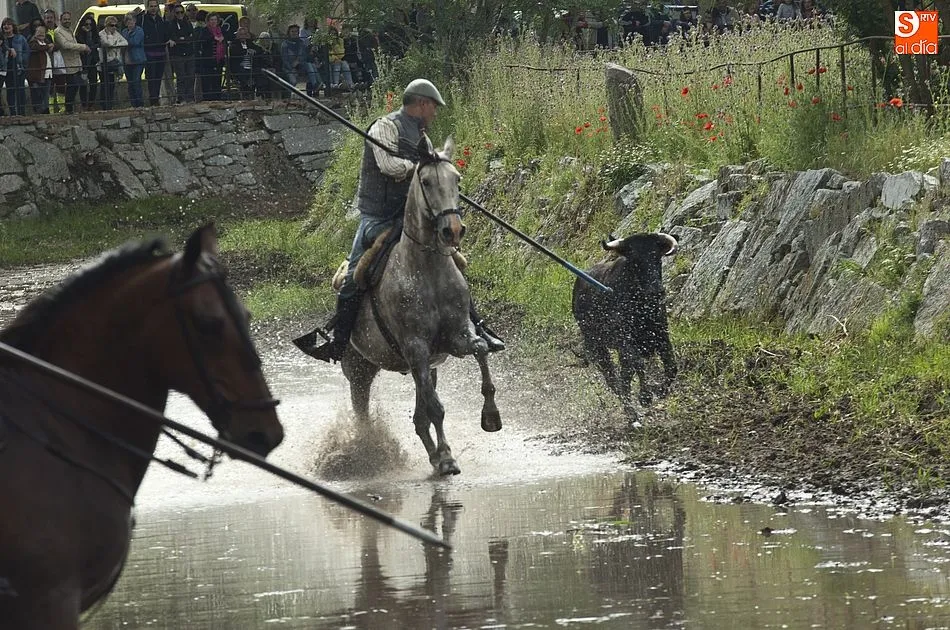 Foto 3 - Las recientes lluvias dejan en manos casi exclusivas de los caballistas la conducci&oacute;n de las reses ...