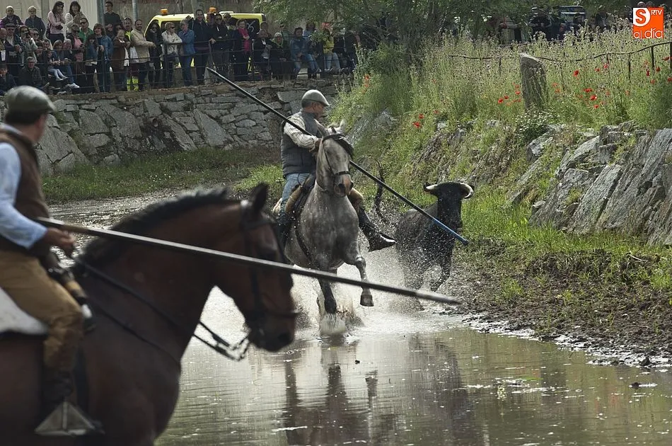 Foto 5 - Las recientes lluvias dejan en manos casi exclusivas de los caballistas la conducci&oacute;n de las reses ...