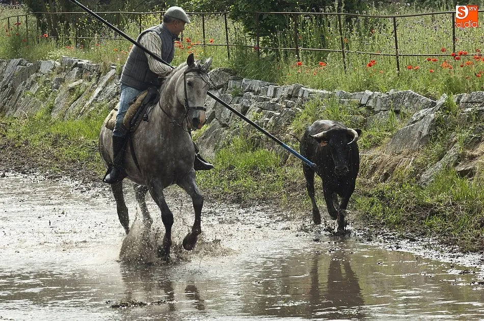 Foto 2 - Las recientes lluvias dejan en manos casi exclusivas de los caballistas la conducci&oacute;n de las reses ...