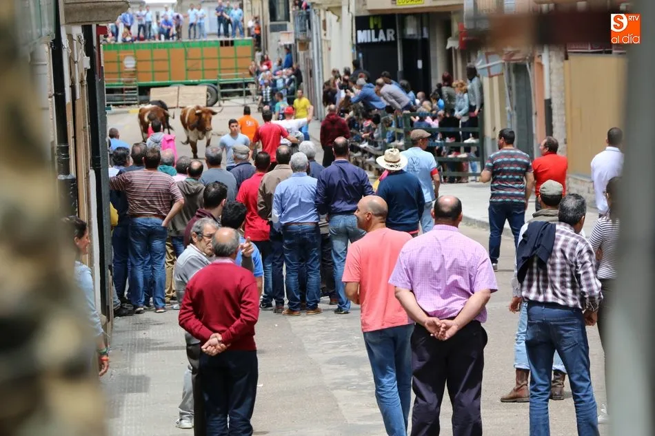 Foto 11 - Vibrante encierro de domingo de Corpus en Vitigudino con m&aacute;s de una docena de reses en las calles  