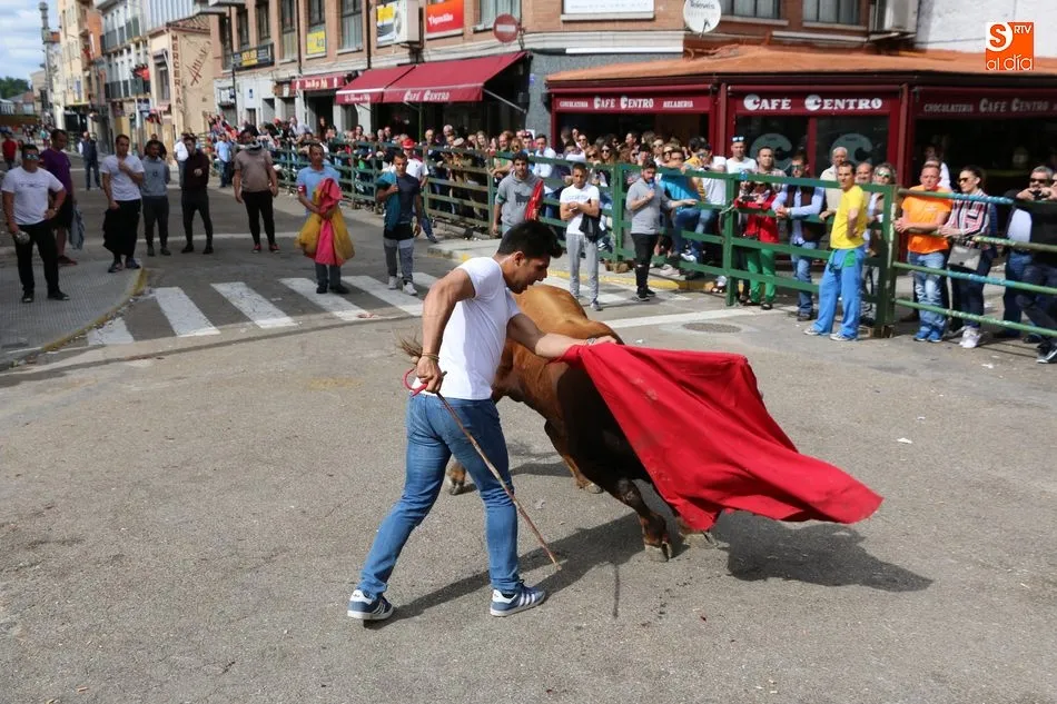 Foto 11 - Apote&oacute;sico final de las fiestas con el primer Toro Fin del Corpus en Vitigudino  