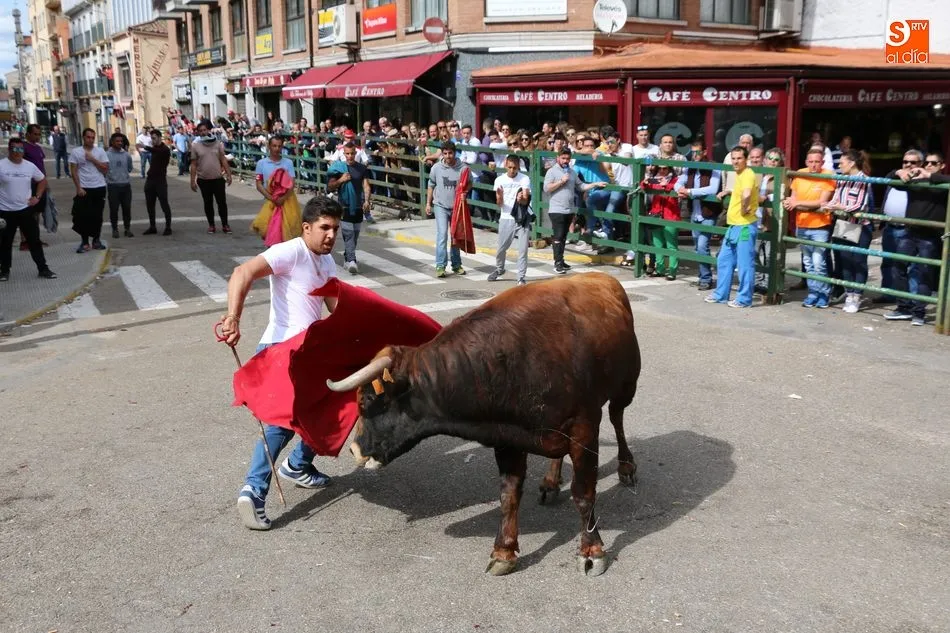Foto 10 - Apote&oacute;sico final de las fiestas con el primer Toro Fin del Corpus en Vitigudino  