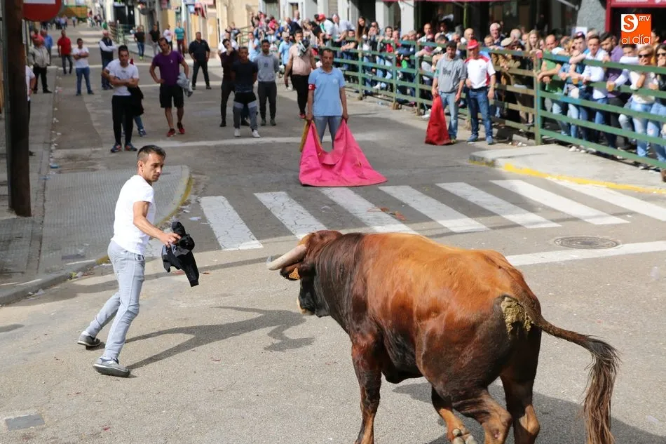 Foto 8 - Apote&oacute;sico final de las fiestas con el primer Toro Fin del Corpus en Vitigudino  