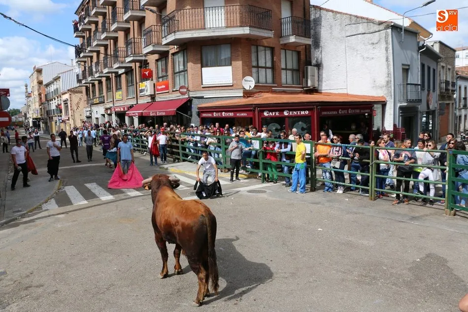 Foto 6 - Apote&oacute;sico final de las fiestas con el primer Toro Fin del Corpus en Vitigudino  