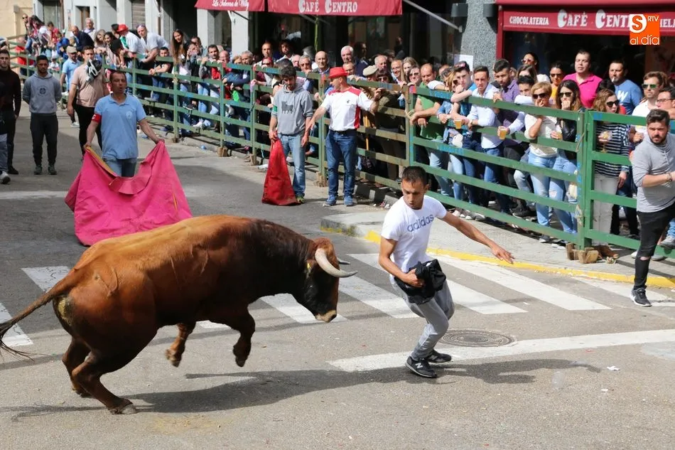 Foto 5 - Apote&oacute;sico final de las fiestas con el primer Toro Fin del Corpus en Vitigudino  