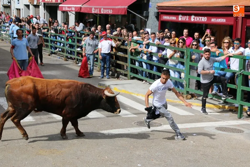 Foto 4 - Apote&oacute;sico final de las fiestas con el primer Toro Fin del Corpus en Vitigudino  
