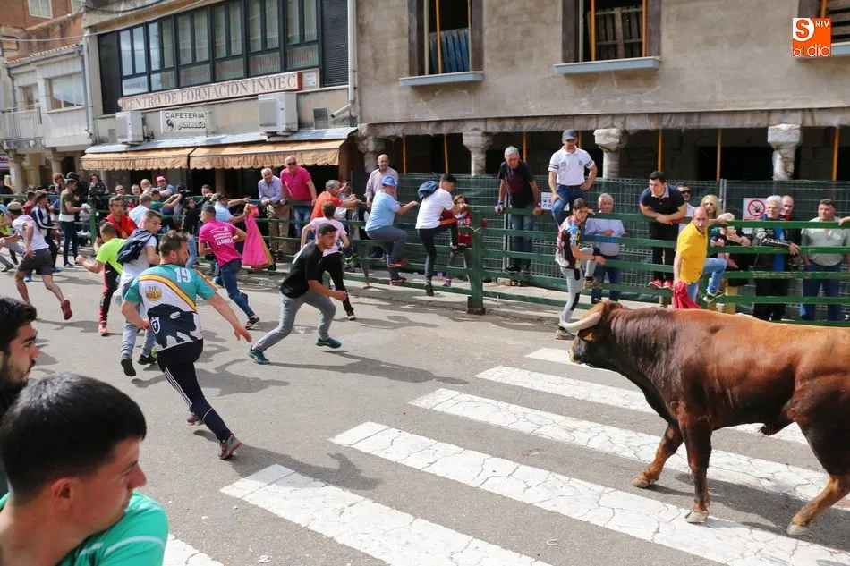 Foto 3 - Apote&oacute;sico final de las fiestas con el primer Toro Fin del Corpus en Vitigudino  