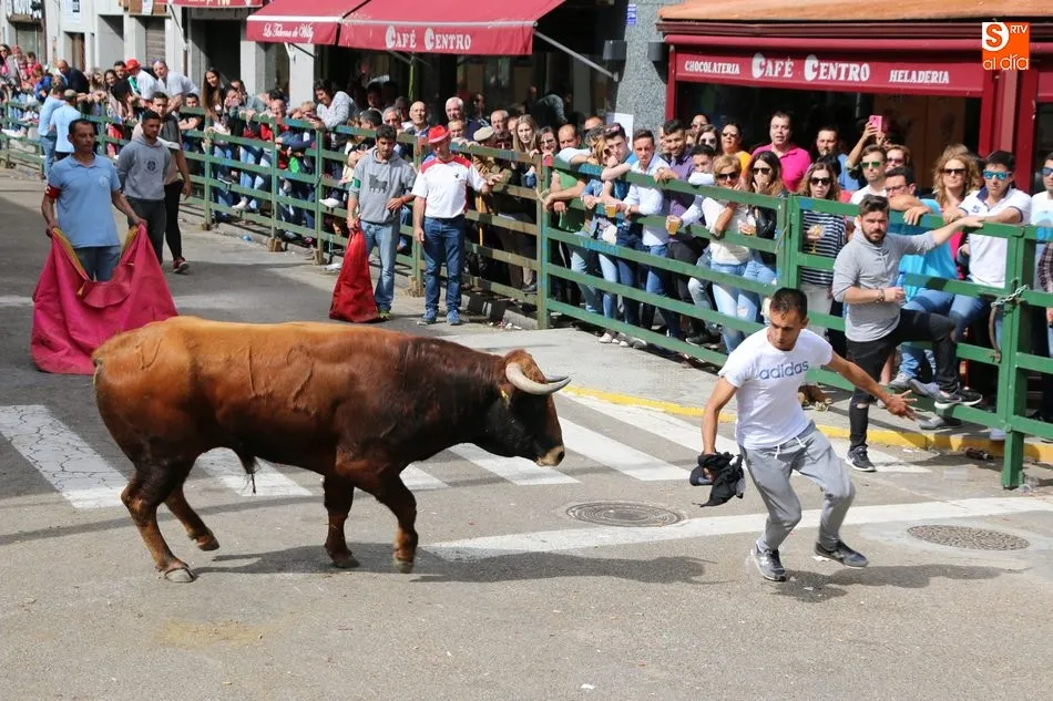 Foto 2 - Apote&oacute;sico final de las fiestas con el primer Toro Fin del Corpus en Vitigudino  