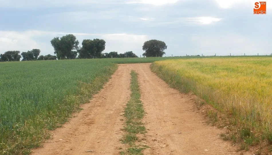 El PE recuerda que para una agricultura sostenible, el primer paso es que los agricultores jóvenes puedan invertir y adquirir suelo