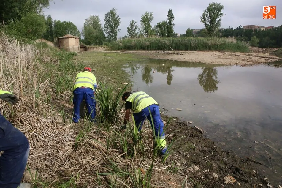 Foto 10 - La limpieza del Tormes, un espect&aacute;culo para los viandantes