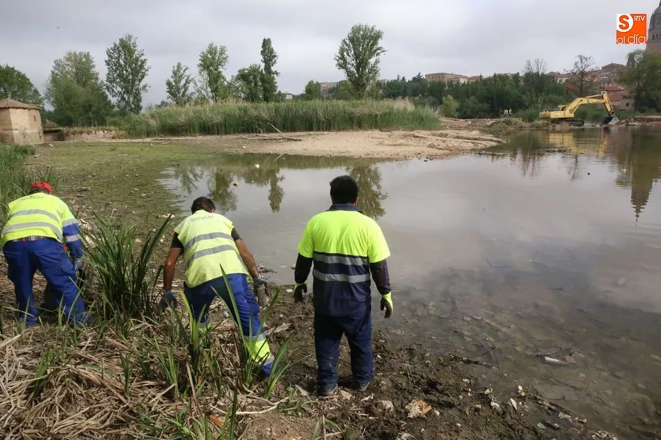 Foto 9 - La limpieza del Tormes, un espect&aacute;culo para los viandantes